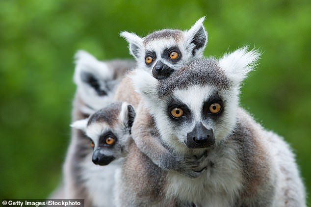 Madagascar is a dream destination for outdoor enthusiasts but its main draw is wildlife. Its currency is down 22 per cent on last year
