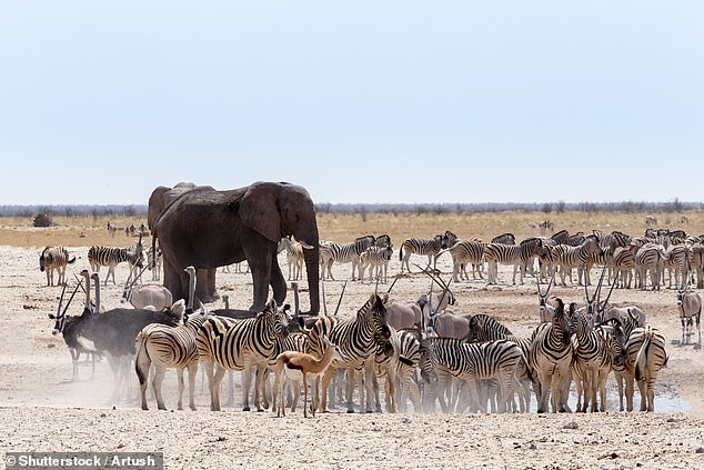 The Namibian dollar has dropped in line with the South African rand. One of the best places to visit in Namibia is Etosha National Park, pictured