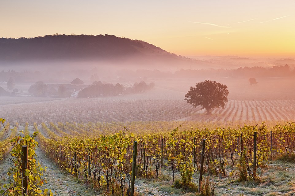 A good year: The vines at Denbies Wine Estate in Surrey. A 17-room Vineyard Hotel has just opened, with doubles from £155