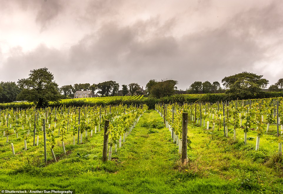 Camel Valley, in Bodmin, pictured, has gone on to become Cornwall’s largest winery. There are tours and tastings every afternoon