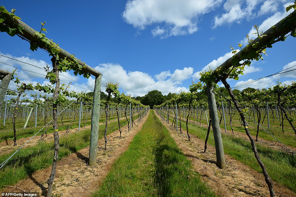 The Bolney Wine Estate, pictured, is family run and just 15 minutes south of Gatwick Airport. It offers both still and sparkling wines