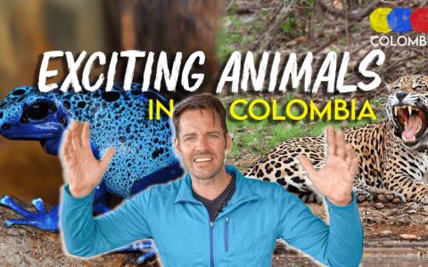 The Most EXOTIC ANIMALS in Colombia – Colombian Travel Guide
