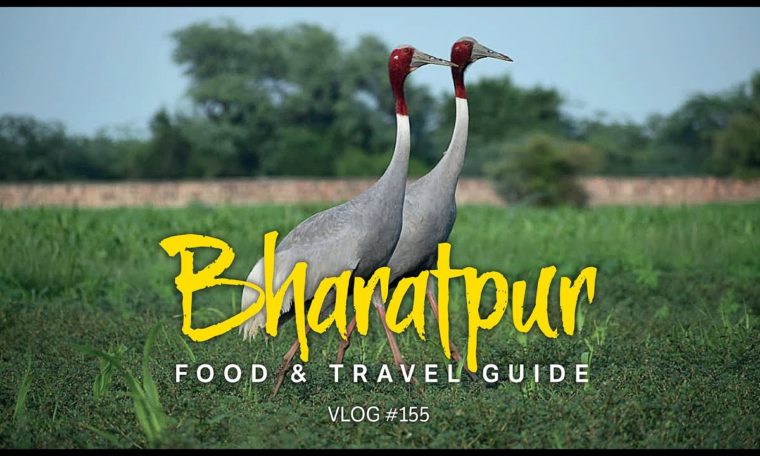 BHARATPUR, RAJASTHAN  |  Food & Travel Guide  |  Teaser  |  E155