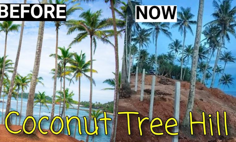 COCONUT HILL NOW|  Mirissa Beach Paradise | Sri lanka travel guide |Coconut Tree Hill #mirissa