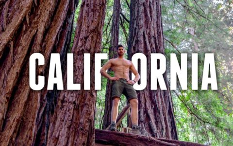 California Road Trip TRAVEL GUIDE | REDWOOD FOREST