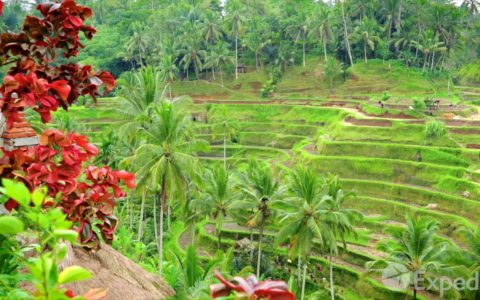 Bali Video Travel Guide | Expedia Asia