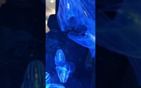 shiny jellyfish|Port of Nagoya aquarium|Japanese aquarium|travel guide